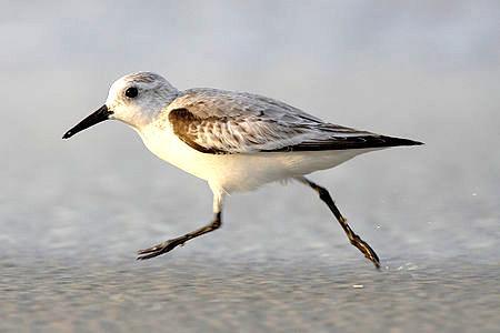 Strandlaeufer Цемпин Екстериор снимка